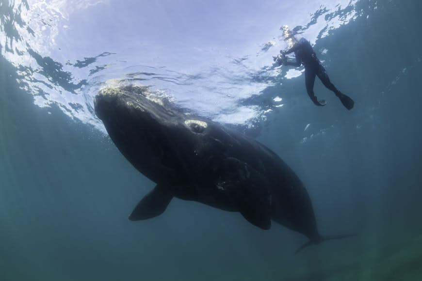 A diver observing a young southern right whale underwater