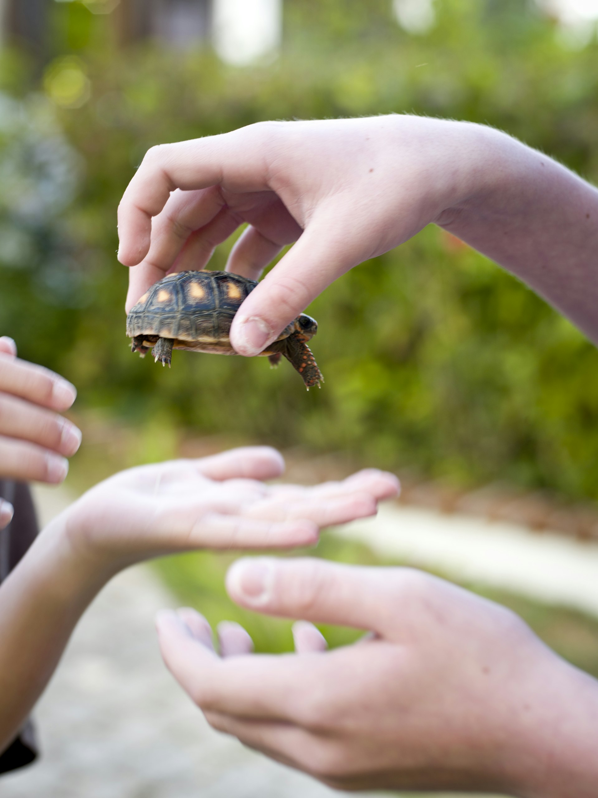 kids share the turtle