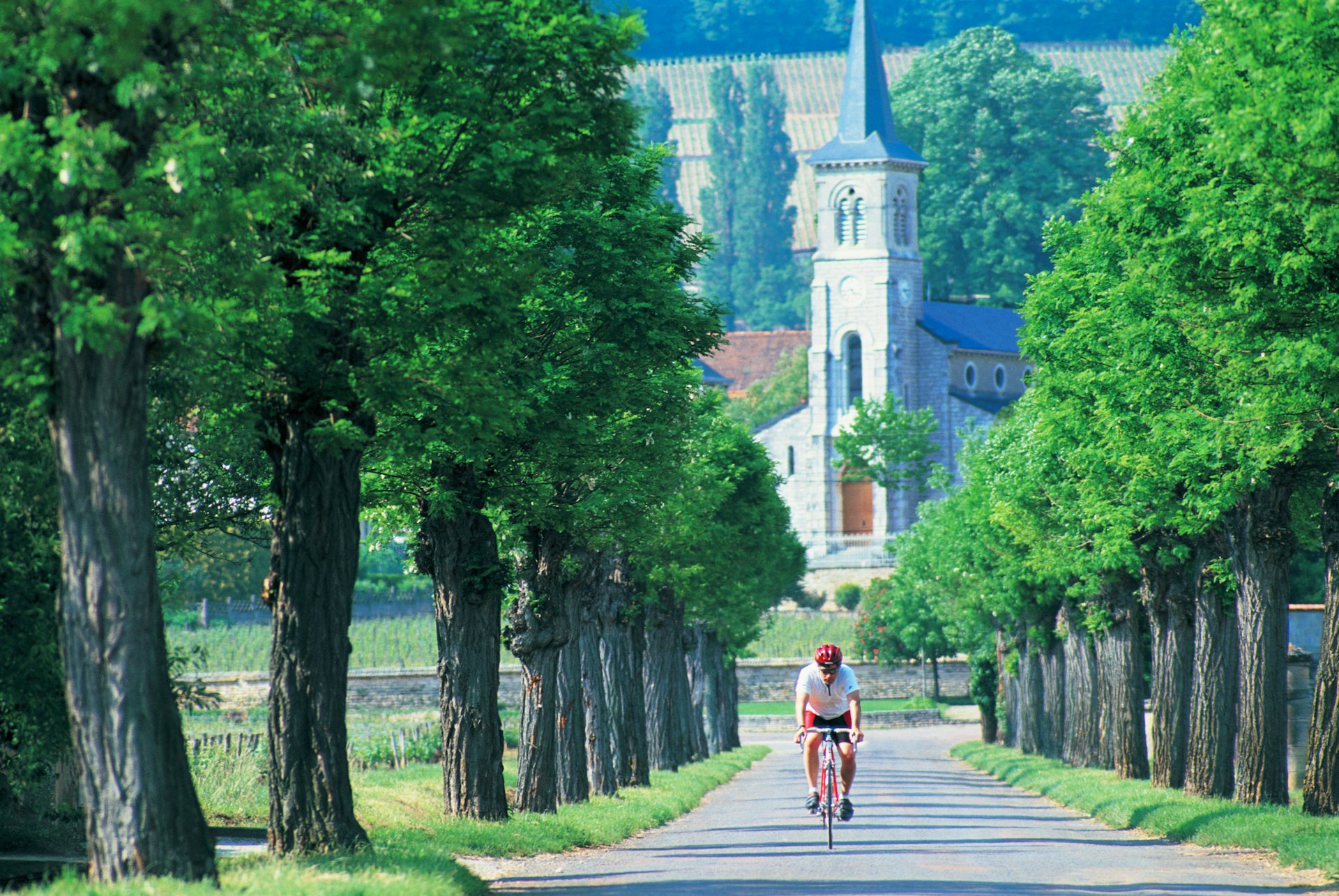 France, Burgundy, Aloxe-Corton, man cycling along tree-lined road