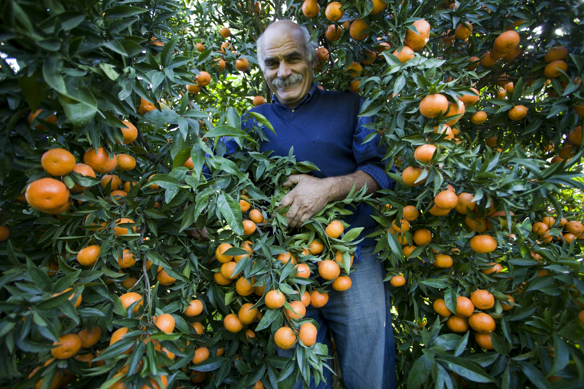 Mandarin harvesting, Italy