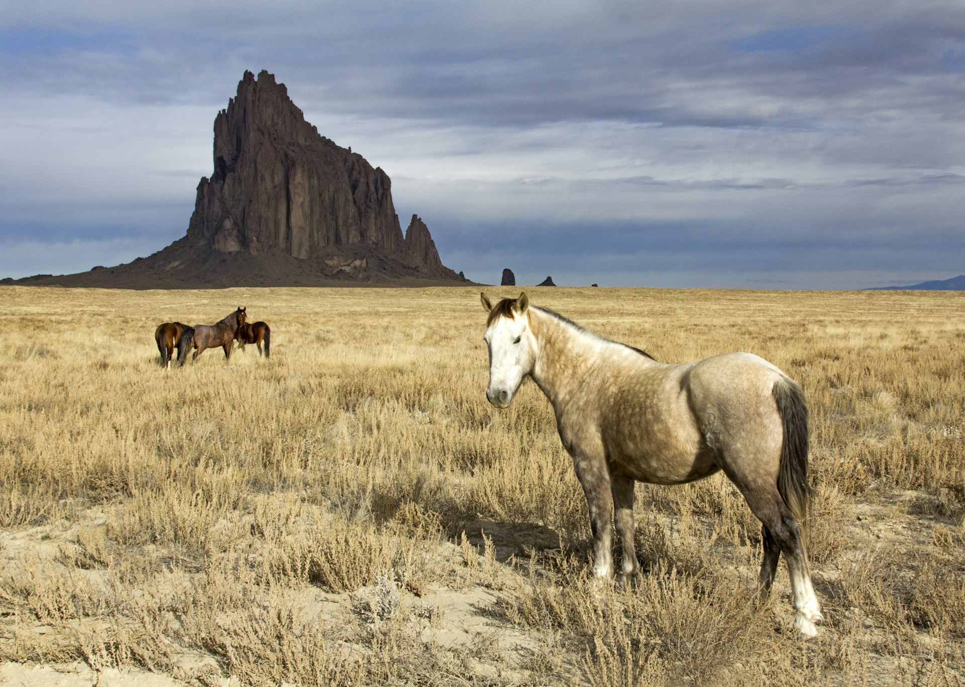 Wild Horses at Shiprock, New Mexico