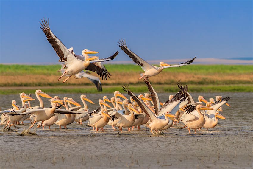 A large group of white pelicans - birds with large beaks - on a body of water, with some taking flight