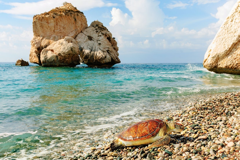 Big sea turtle on a pebble beach in Cyprus.