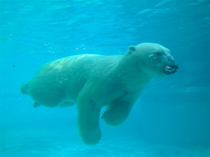 Polar bear swimming under water at Lincoln Zoo