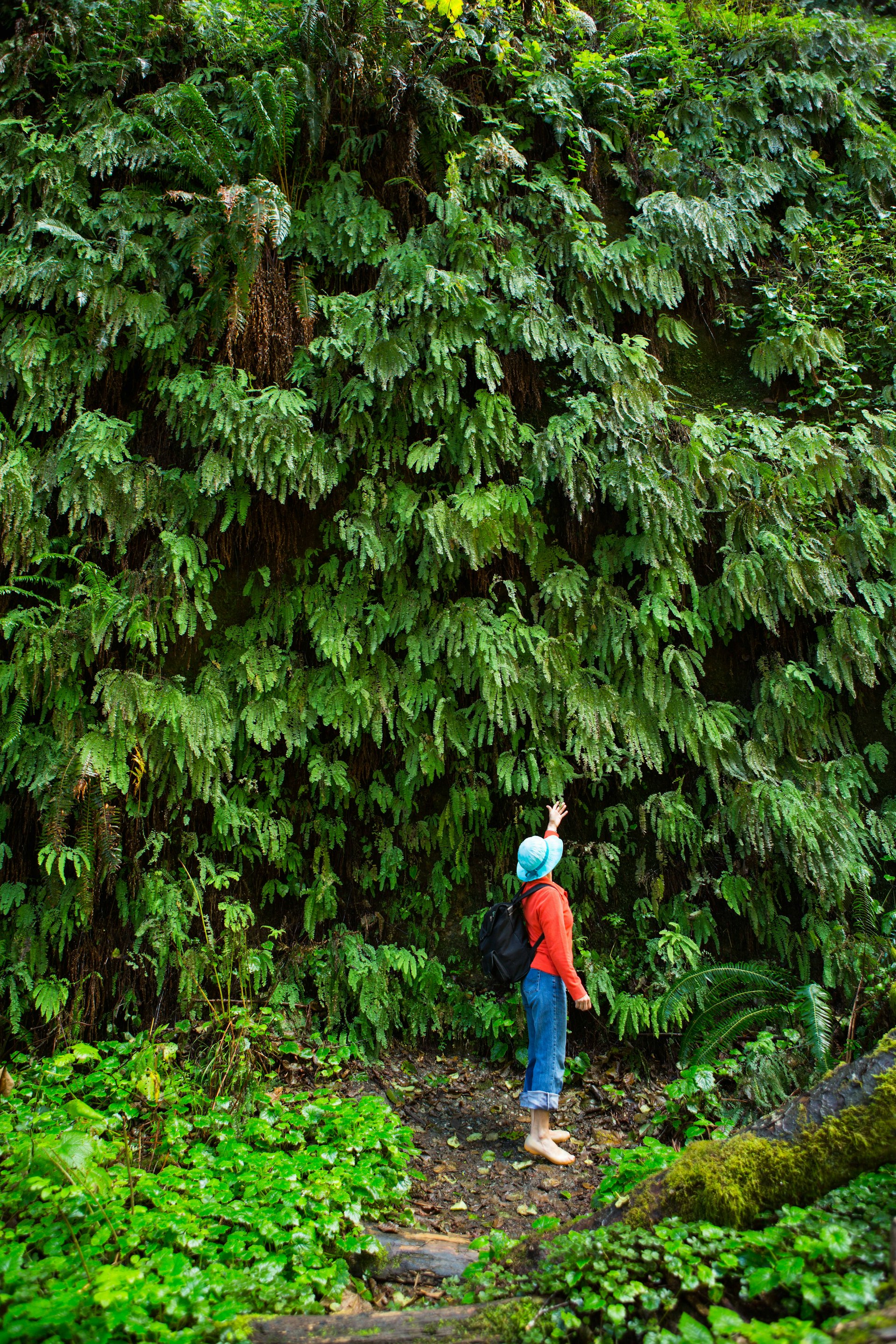 Tourist touching the ferns in Fern Canyon, Redwoods State Park 