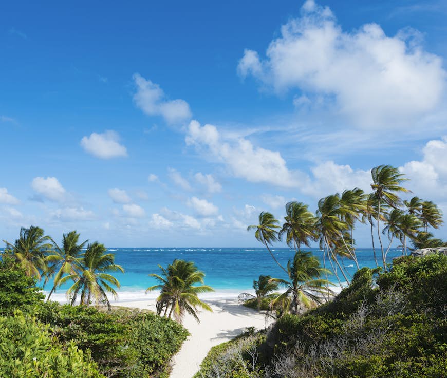 Tom sand och palmer vid Bottom Bay Beach i Barbados