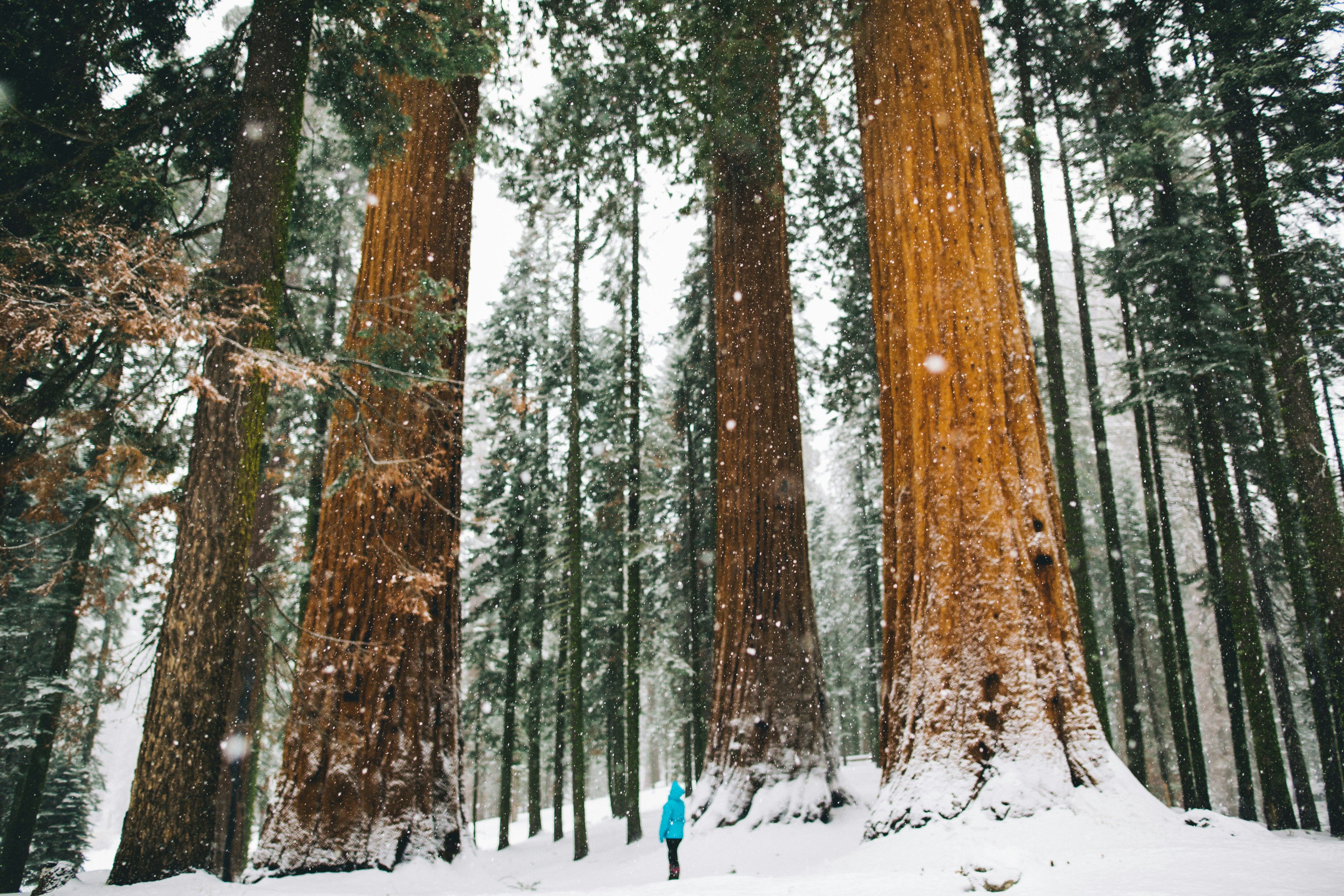 A woman standing by giant snow-covered Sequoia trees in the Sequoia National Park.