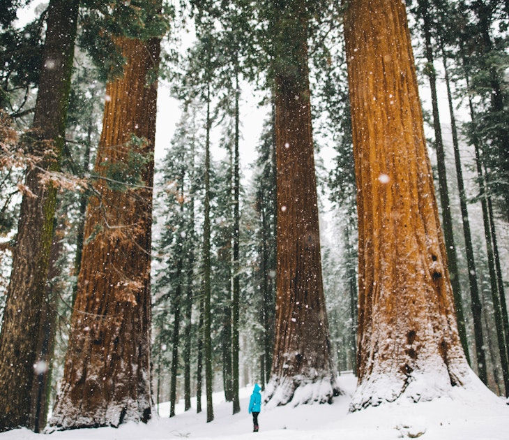 A woman standing by giant snow-covered Sequoia trees in the Sequoia National Park.