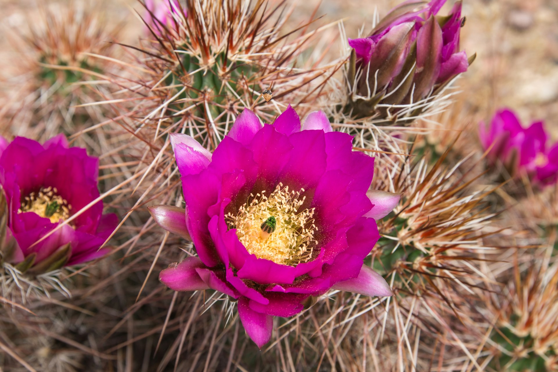 Beautiful blooming wild desert pink cactus flowers
