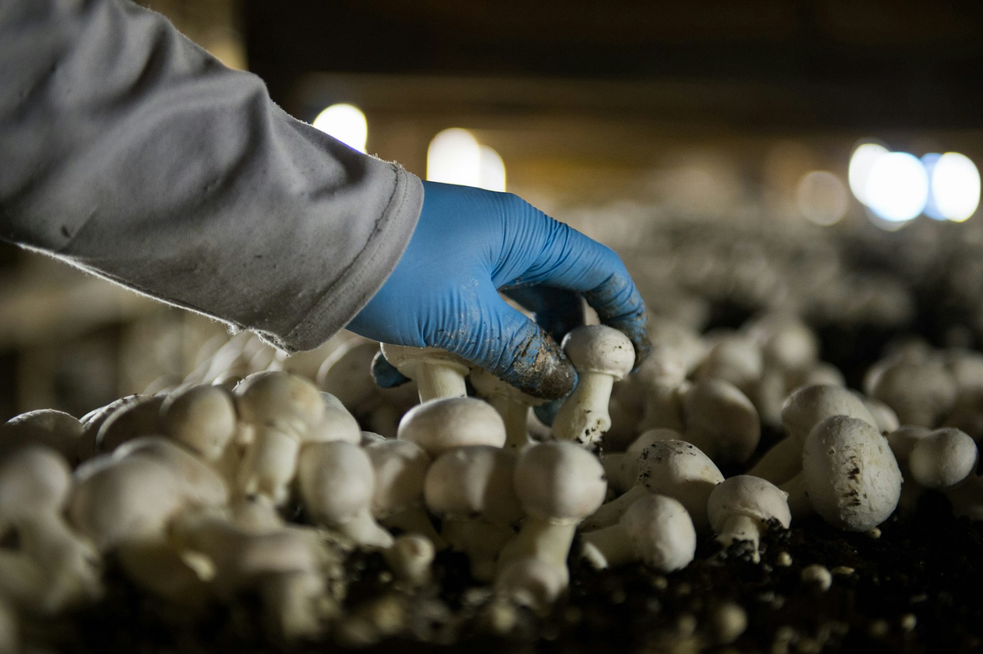 A harvester wearing big blue gloves picks mushrooms in a mushroom house at Kaolin Mushroom Farm Inc. in Kennett Square, Pennsylvania,