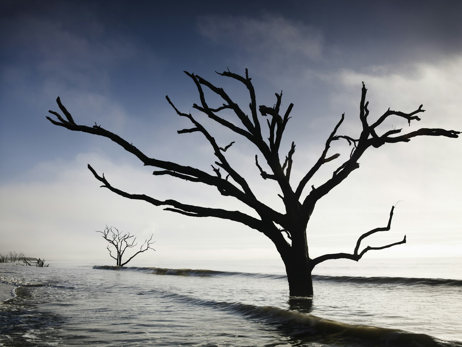 Dead tree in water, Botany Bay, Edisto Island. 
