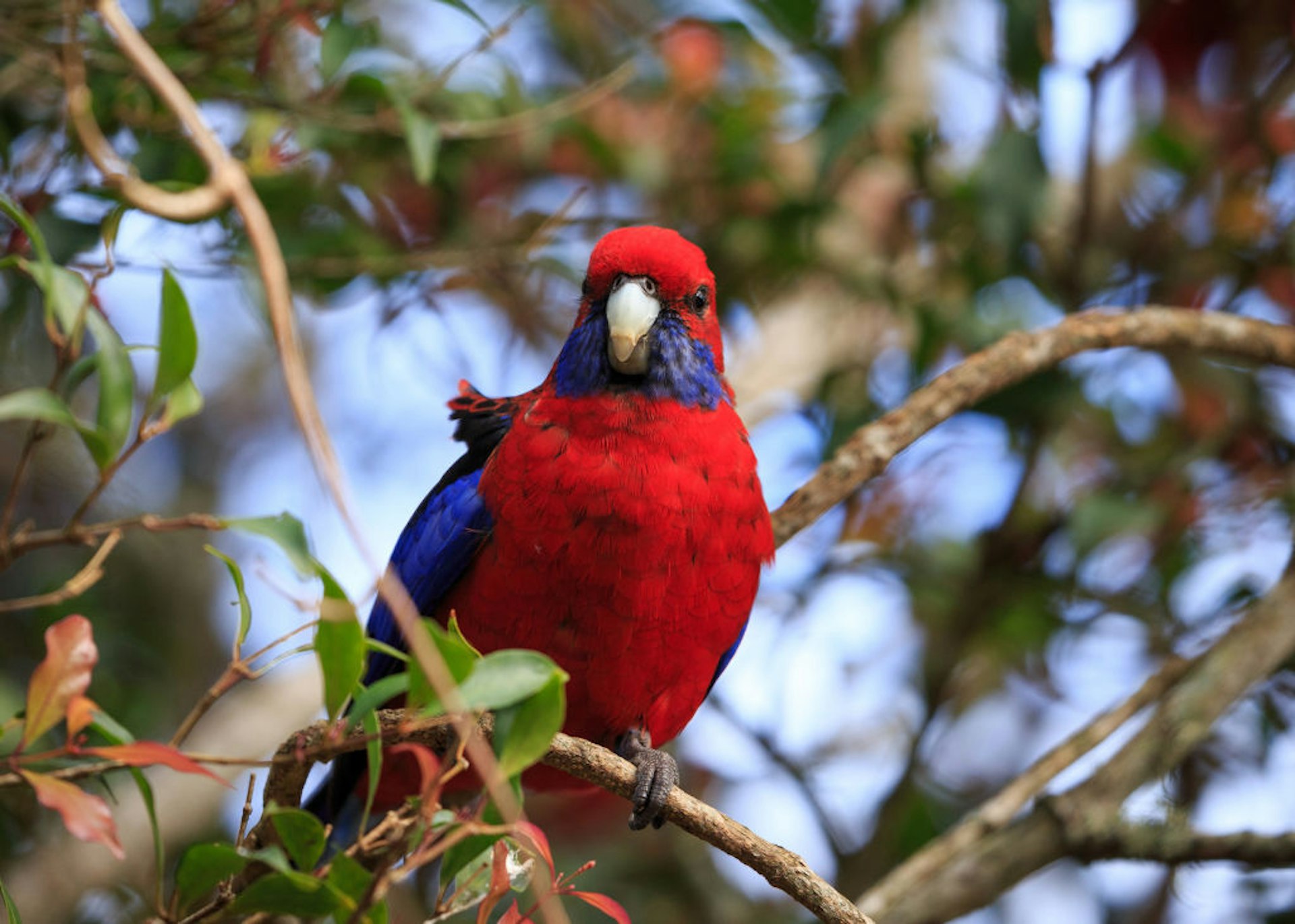 Crimson Rosella parrot in a tree in the Green Mountains in Lamington National Park