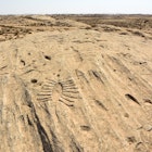 JEBEL JASSASSIYEH, QATAR - NOVEMBER 6, 2016. Rock outcrop with ancient petroglyphs depicting fish and boats in Jebel Jassassiyeh in Northern Qatar.; Shutterstock ID 585423395; your: Ben N Buckner; gl: 65050; netsuite: Client Services; full: Qatar package 1 - Rock Carvings