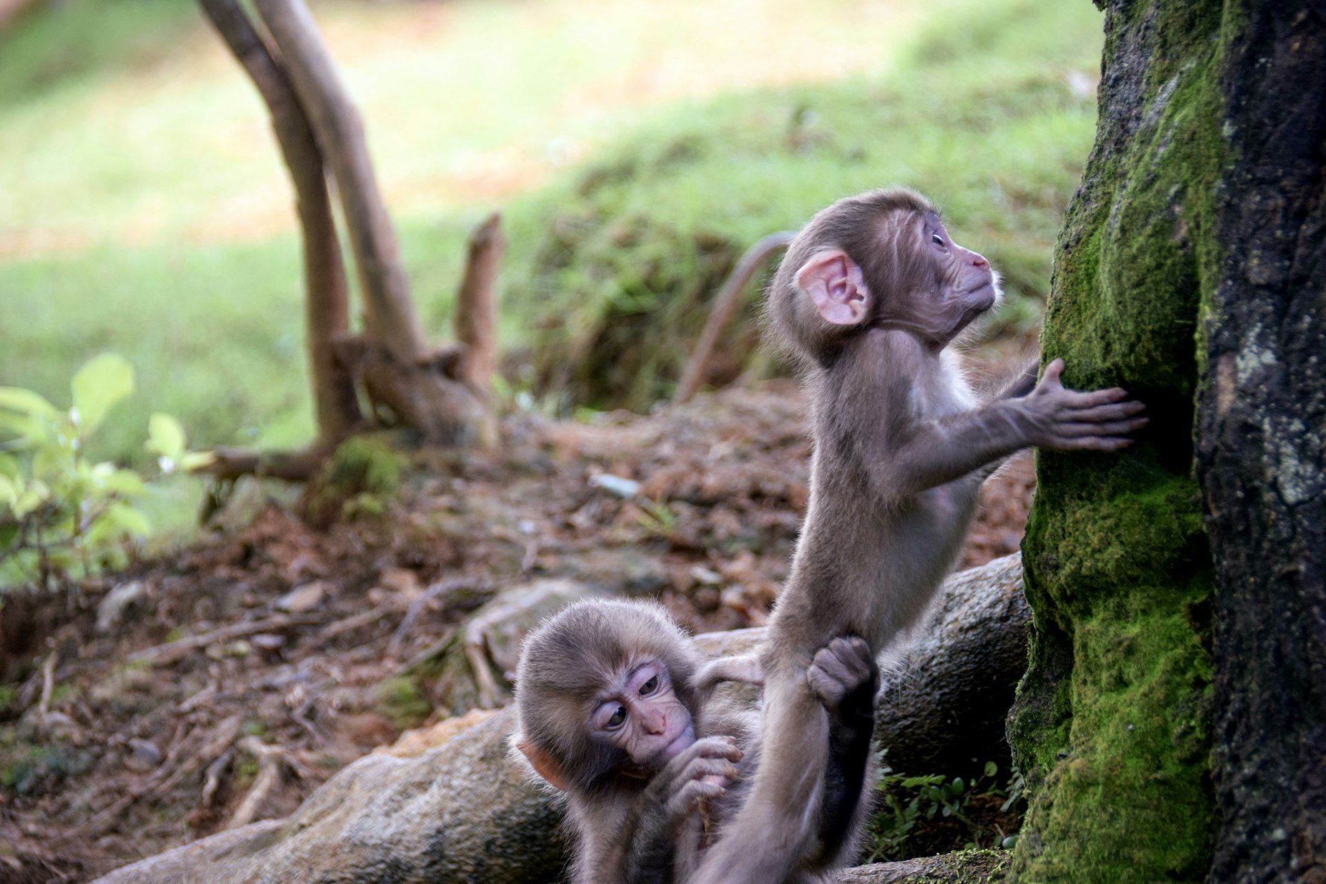 Iwatayama Monkey Park