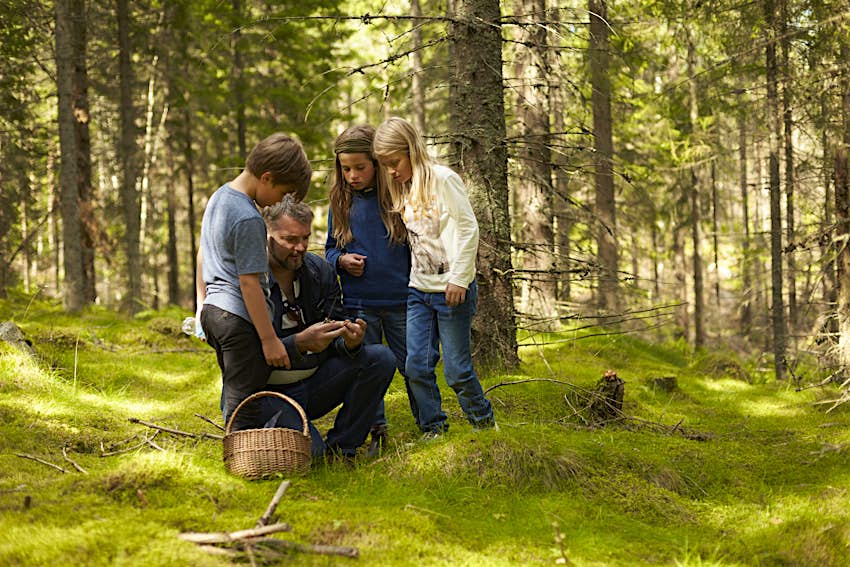 A father and three children collect mushrooms in a Swedish forest