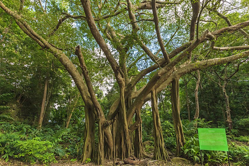 A banyan tree at Welchman Hall Gully, a park in Barbados