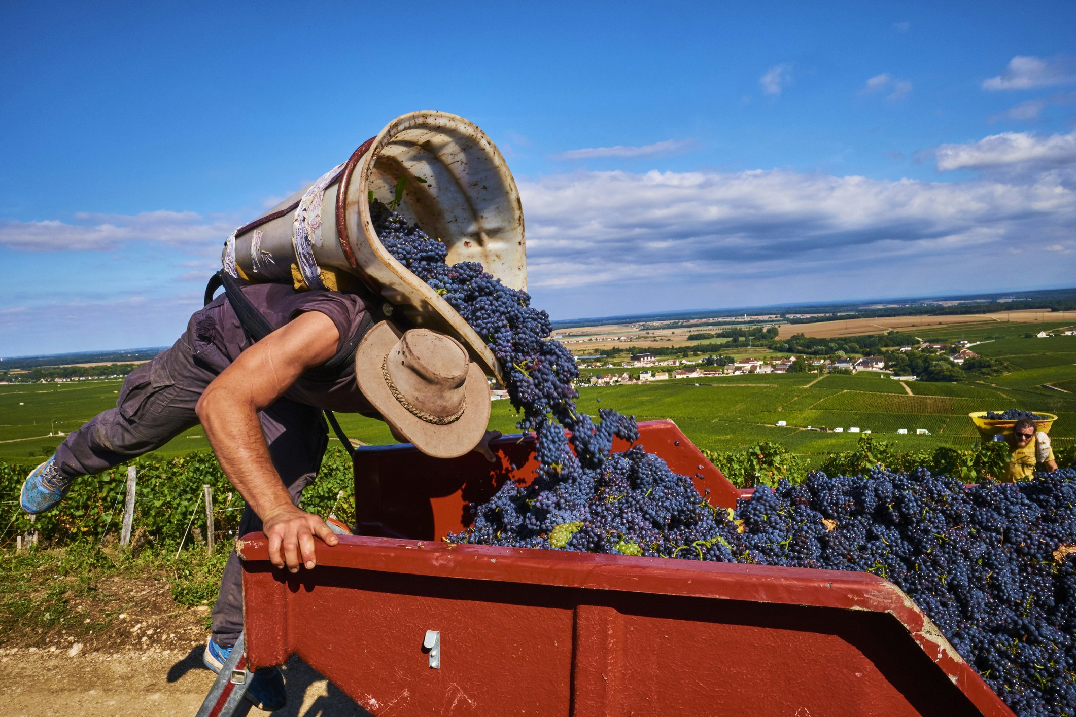 A man with a container full of grapes on his back leans over a truck and empties them into it