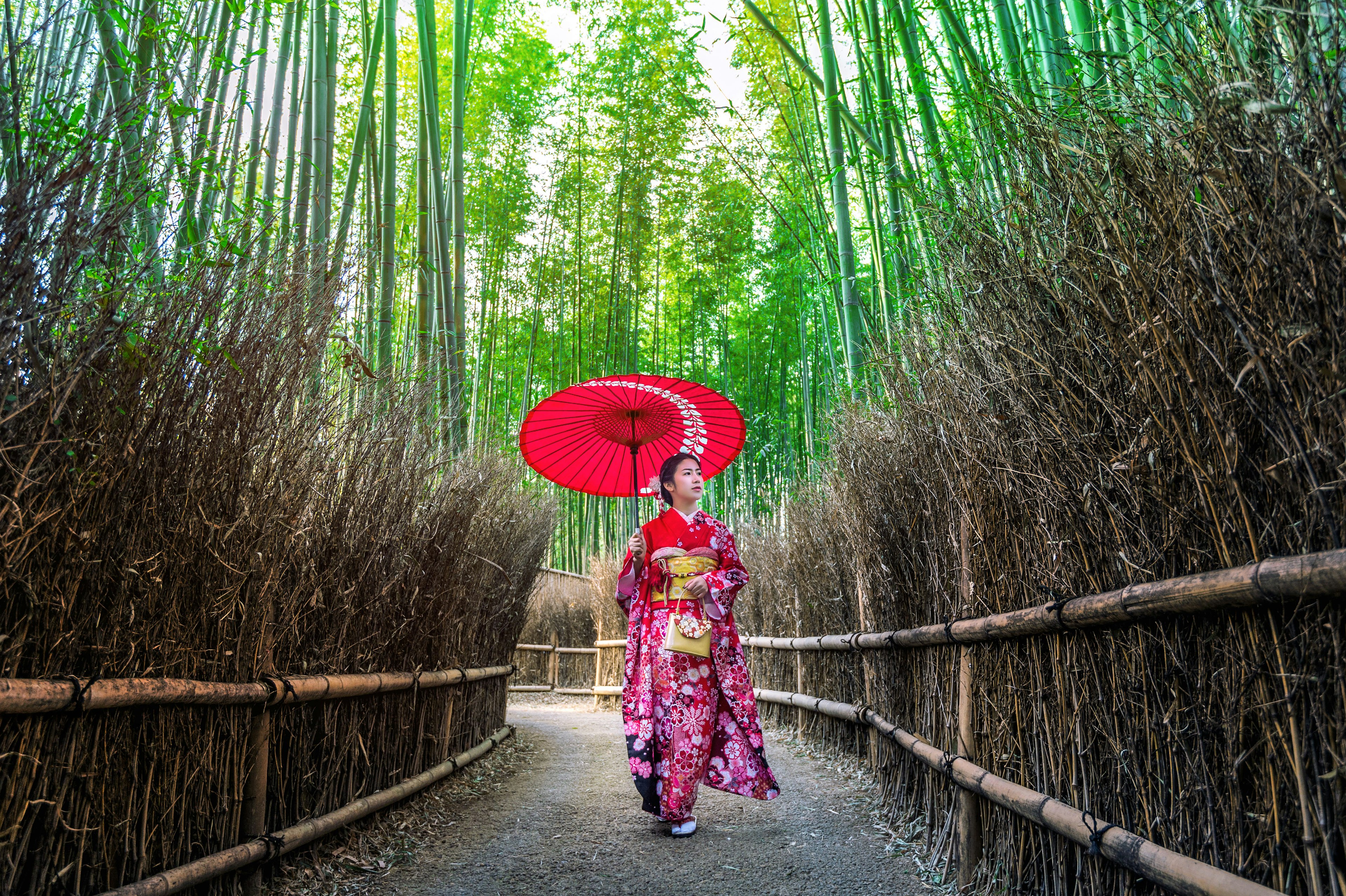 Bamboo Forest in Kyoto, Japan