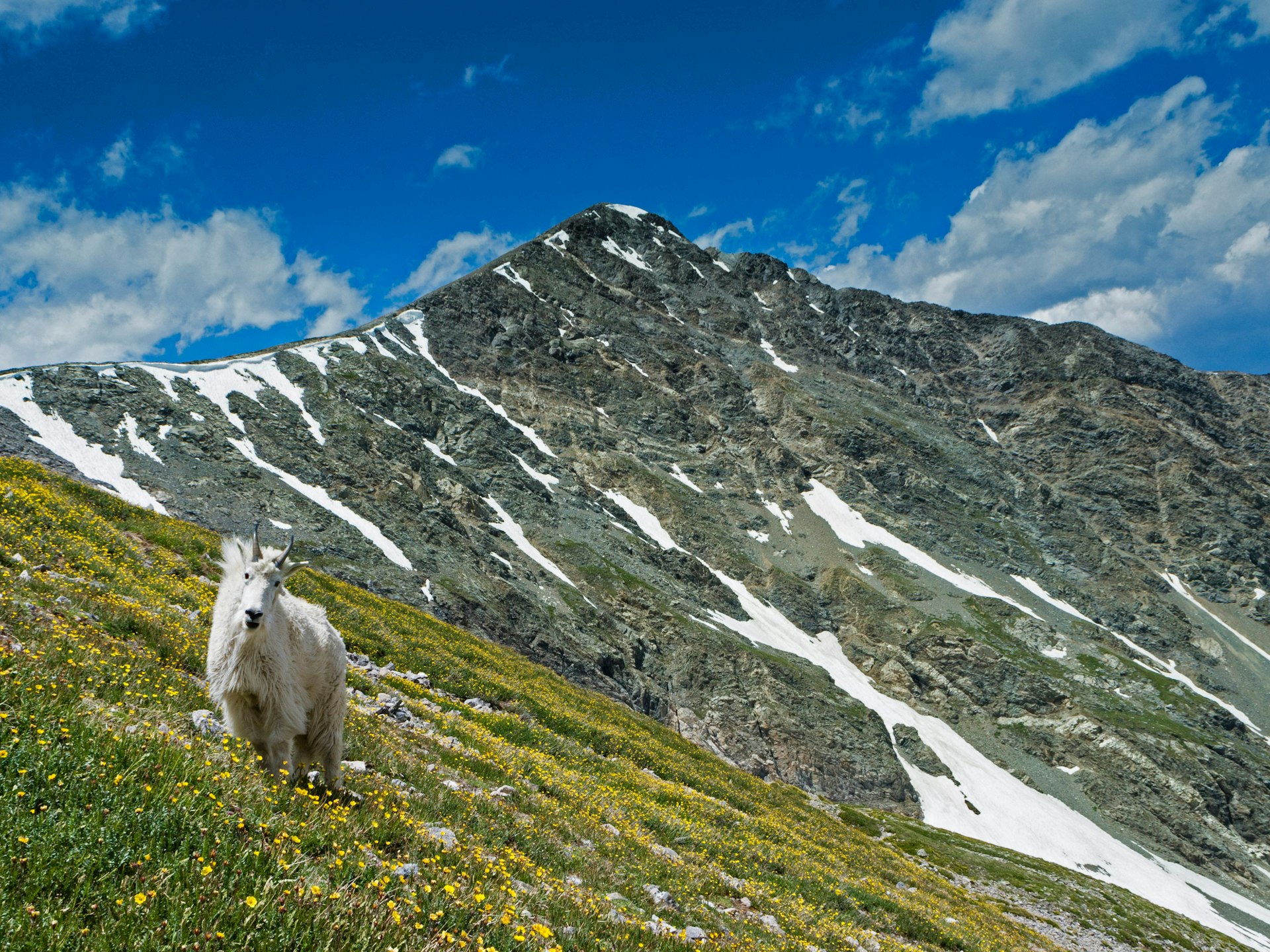 Mountain goat grazing on wildflowers in front of Torreys Peak