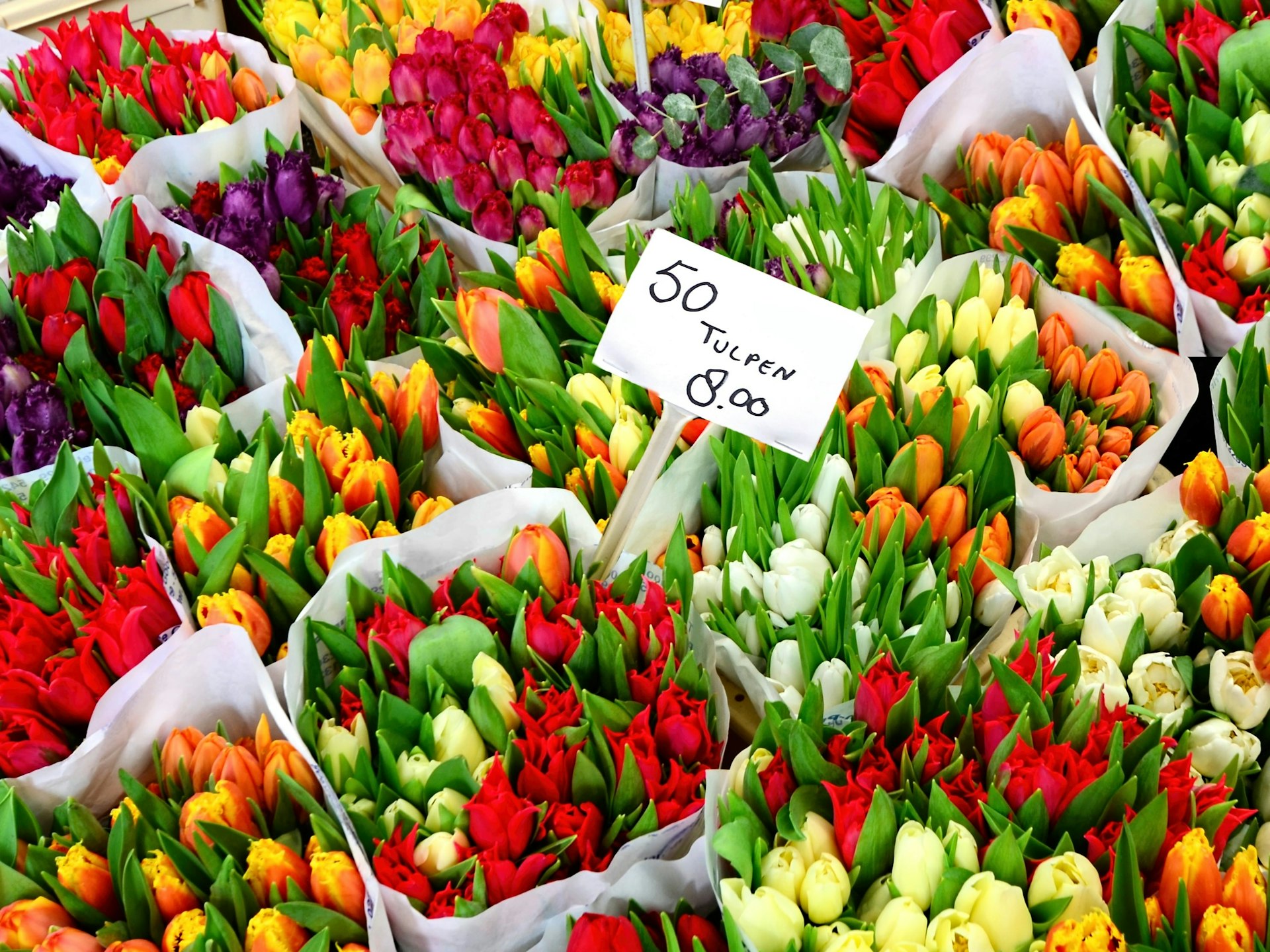 Tulip flowers for sale at a Dutch flower market.