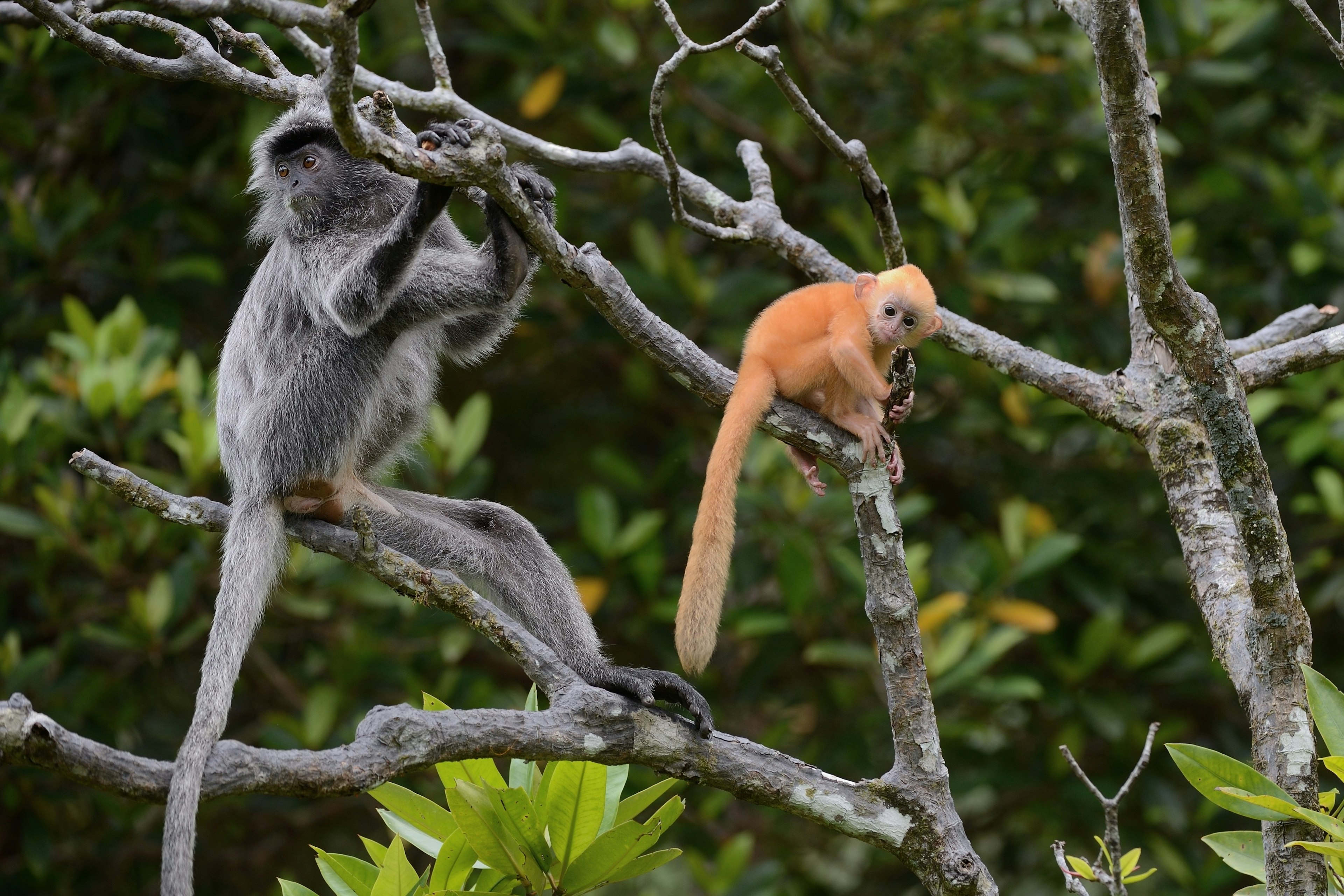 Monkeys native to the region