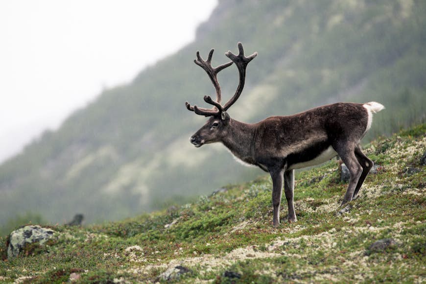 Reindeer in Jotunheimen National Park in Norway which is near Lom