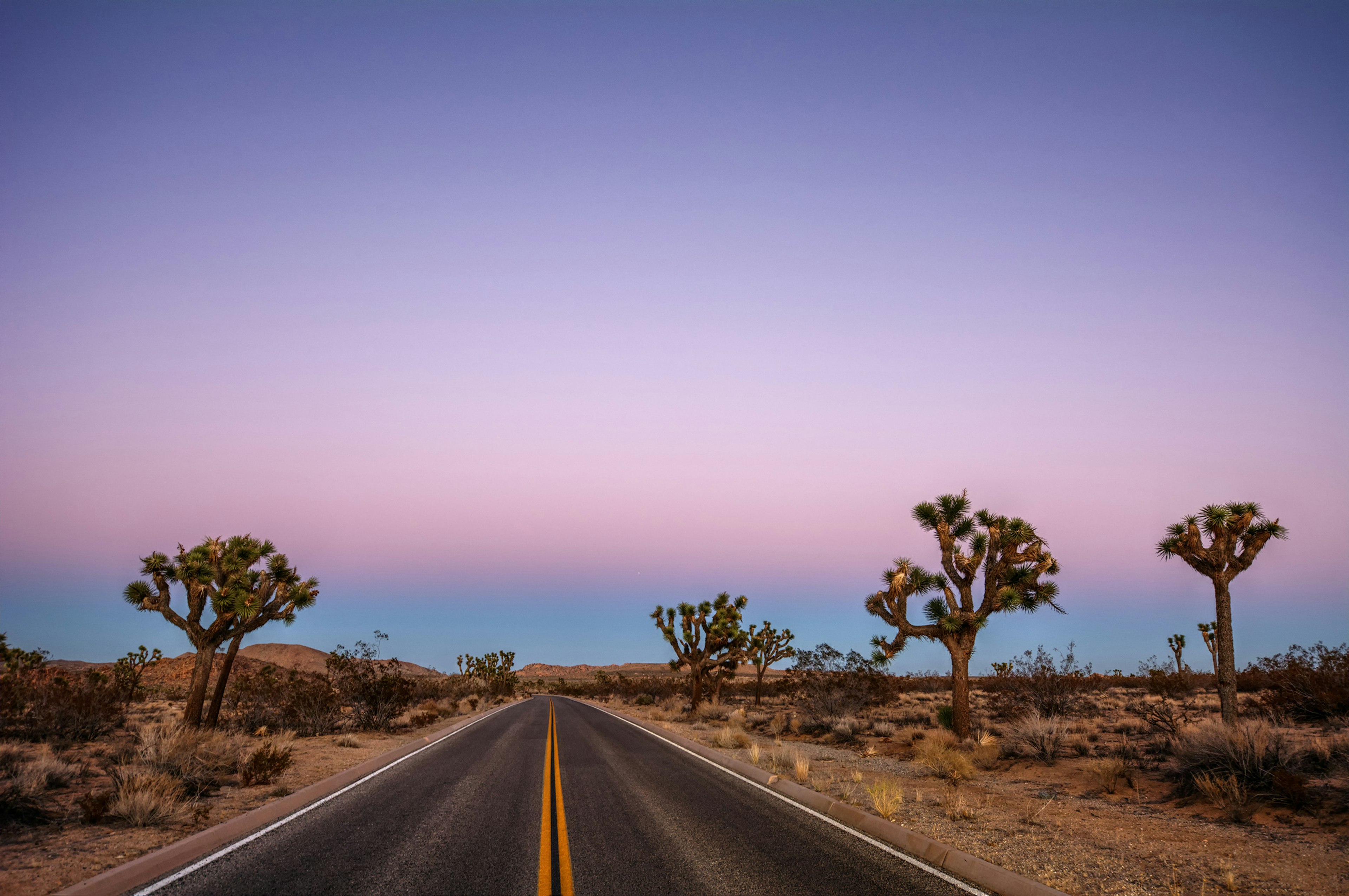 Driving through the desert, sparse trees along the road, during sunset