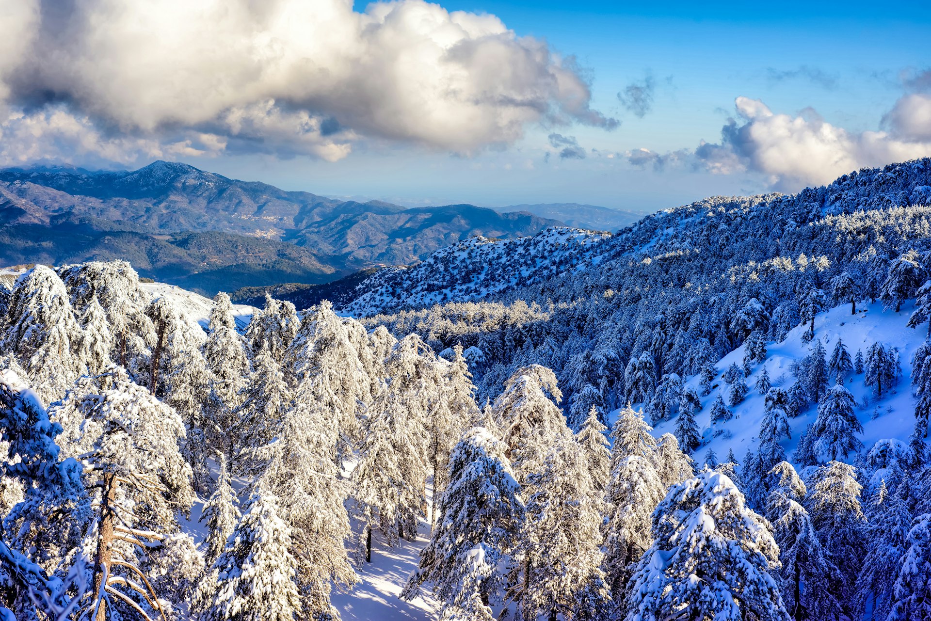 Snow over pine forests in the Troodos mountain range