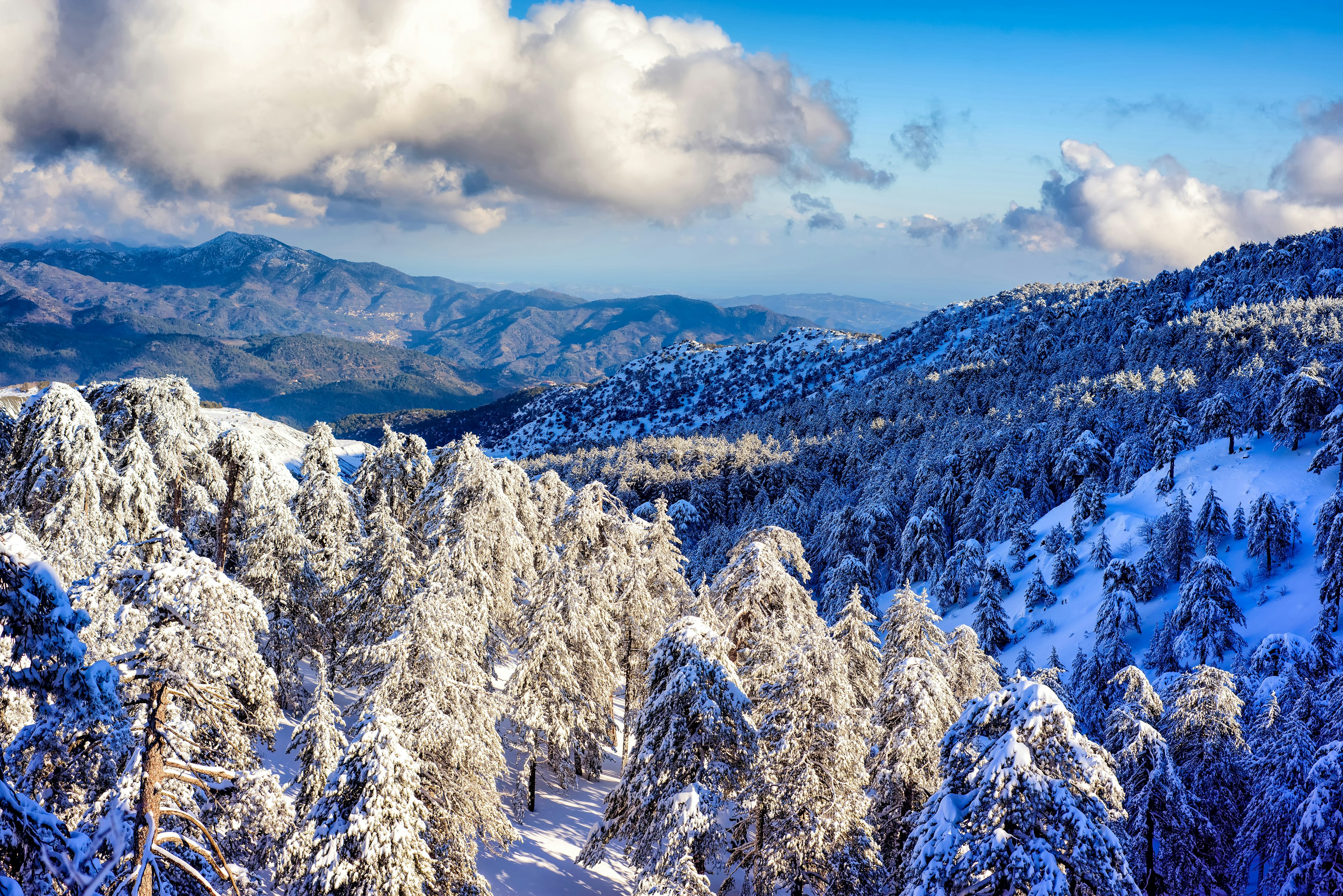 Snow over pine forests in the Troodos mountain range