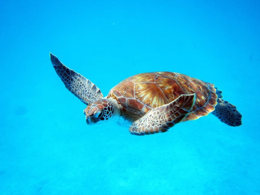 A sea turtle swimming in blue water off Barbados