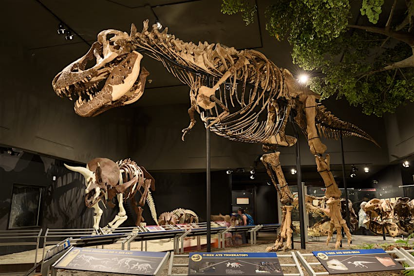 A Tyrannosaurus skeleton on display at the Museum of the Rockies, Bozeman