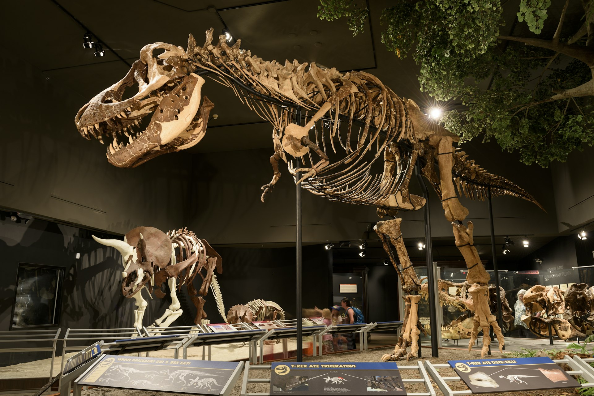 Dinosaur skeletons on display at the Museum of the Rockies