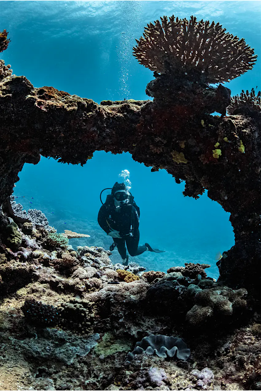 Scuba diving just off the Lady Musgrave pontoon Scuba diving just off the Lady Musgrave pontoon