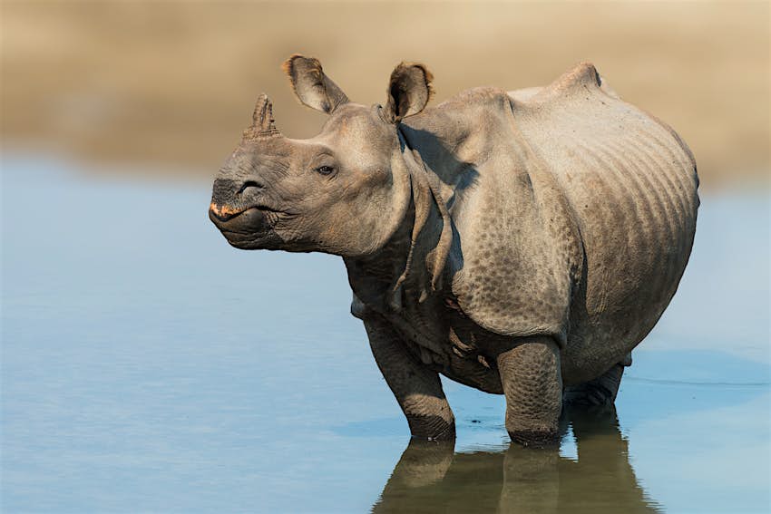 Portrait of young Indian rhinoceros, Bardia national park