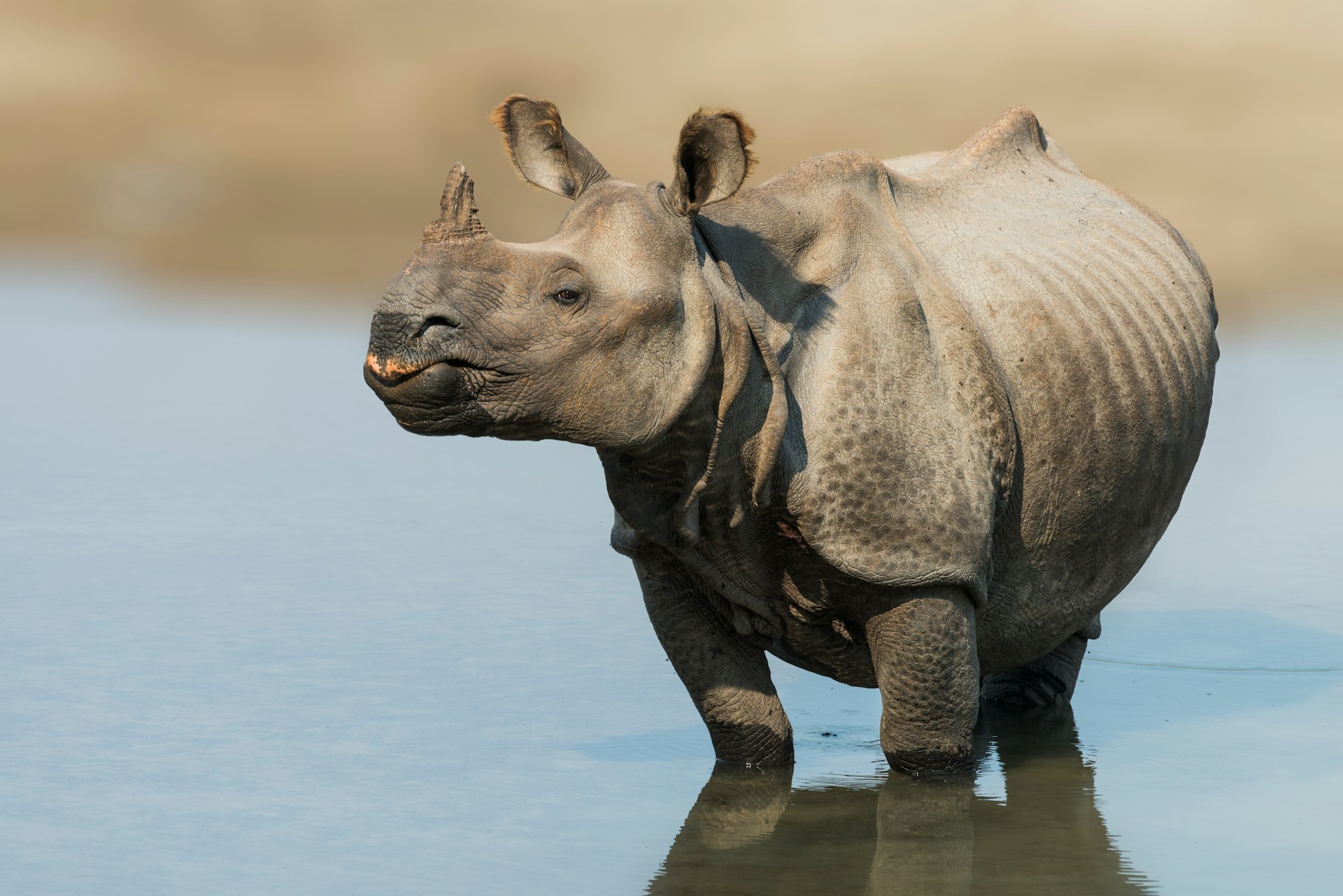 A portrait of young Indian rhinoceros (Rhinoceros unicornis), a one-horned rhino, standing in water at Bardia Nature Reserve in Nepal