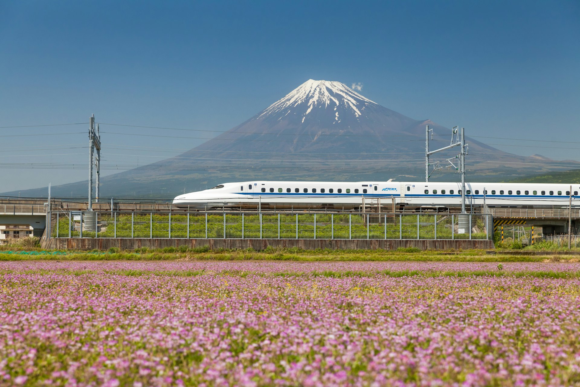 A bullet train passes by a field of pink flowers in bloom at the foot of a mountain 