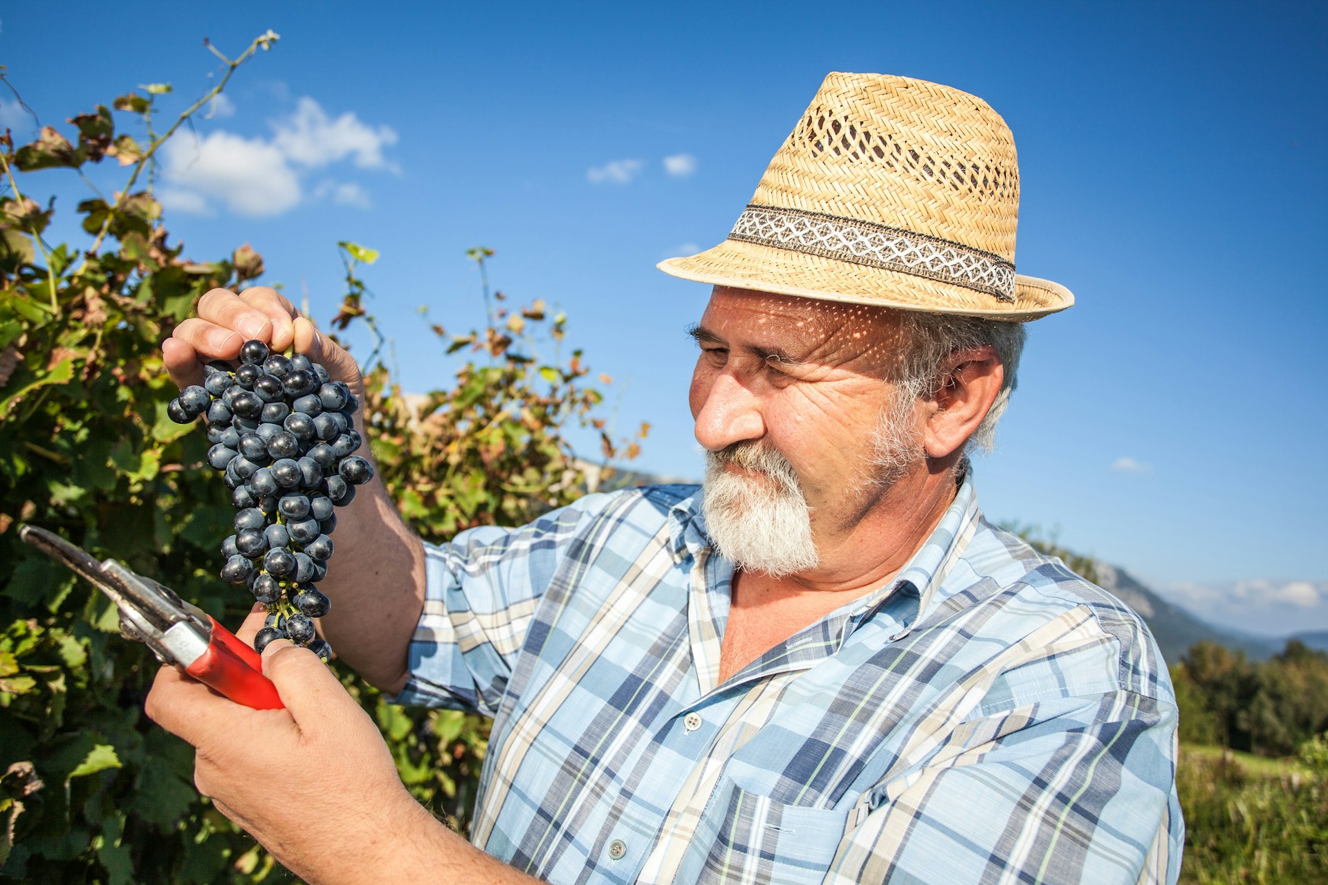 A mature winegrower in a light-blue plaid shirt and straw fedora harvesting black grapes
