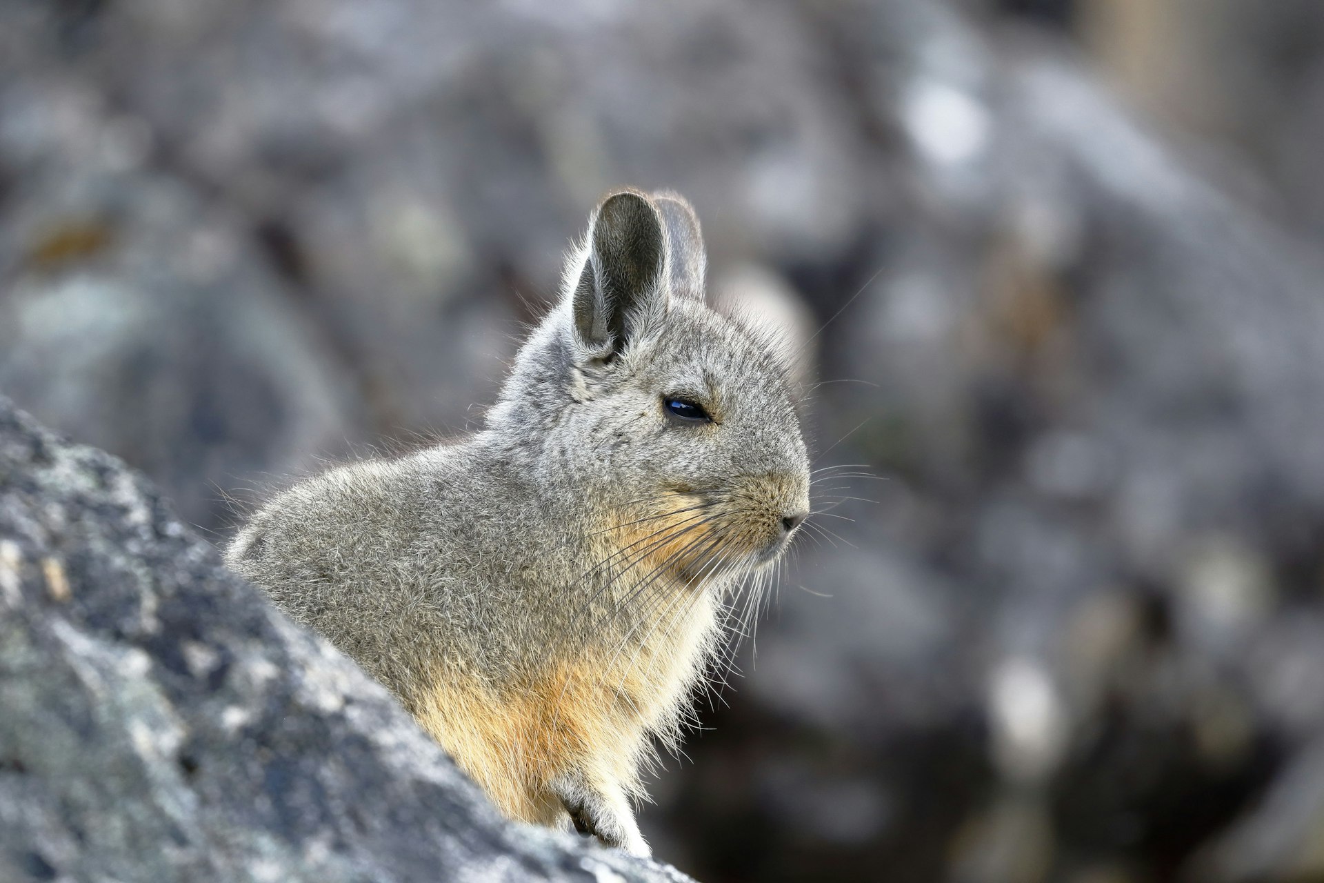 A viscacha peeking out from behind a rock