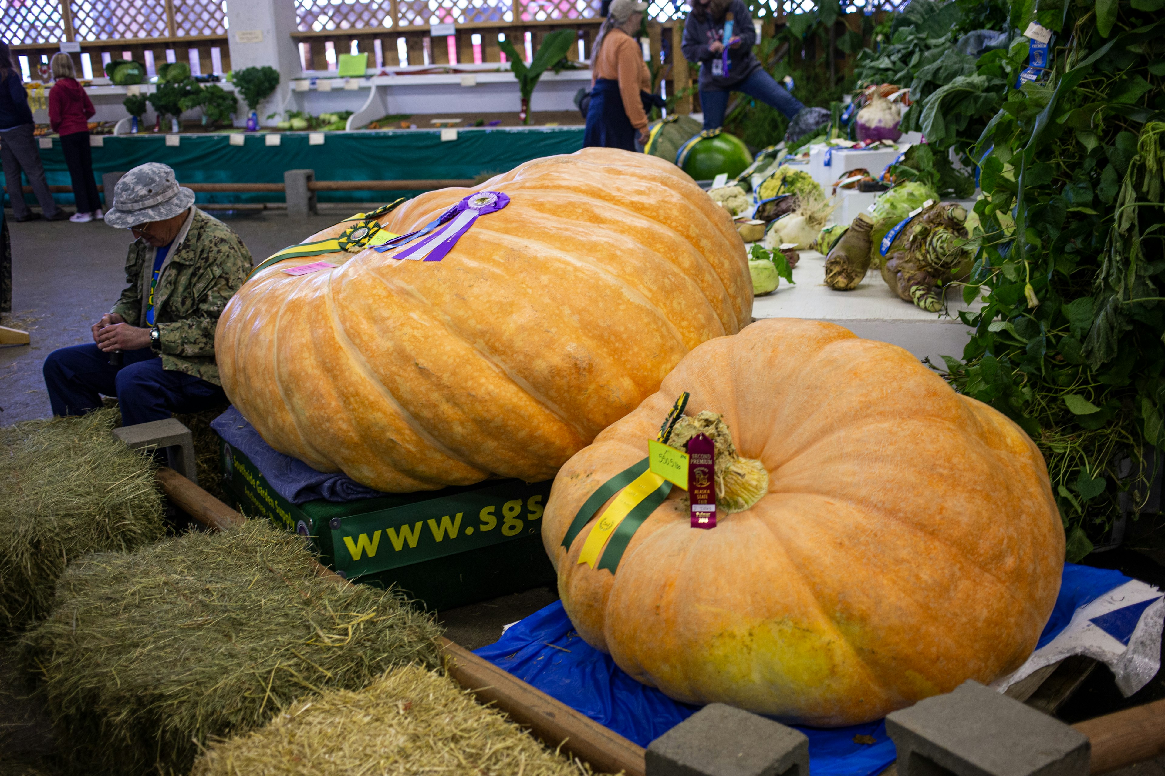 Two giant pumkins decorated with ribbons