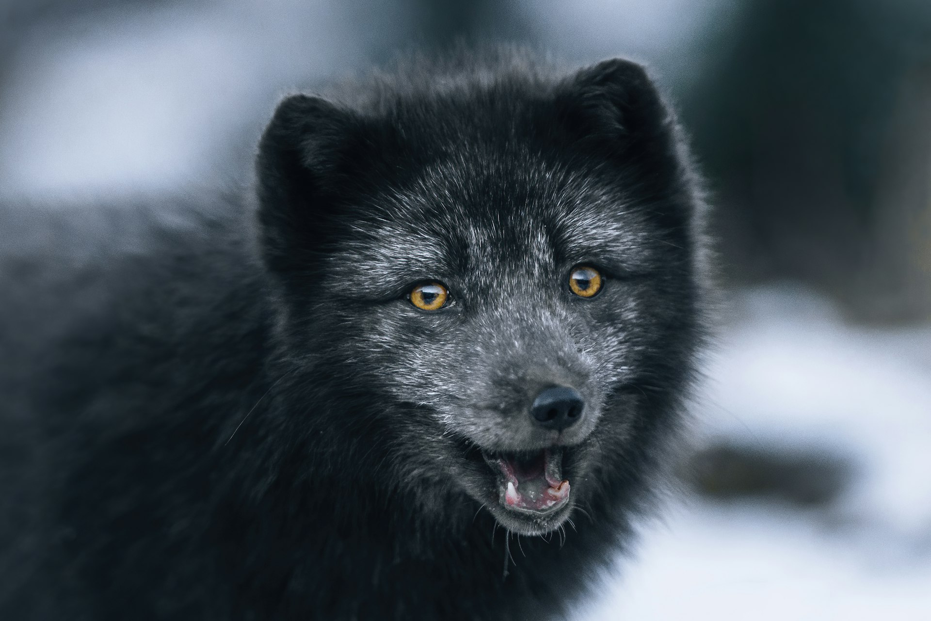An arctic fox with black fur looks into the camera