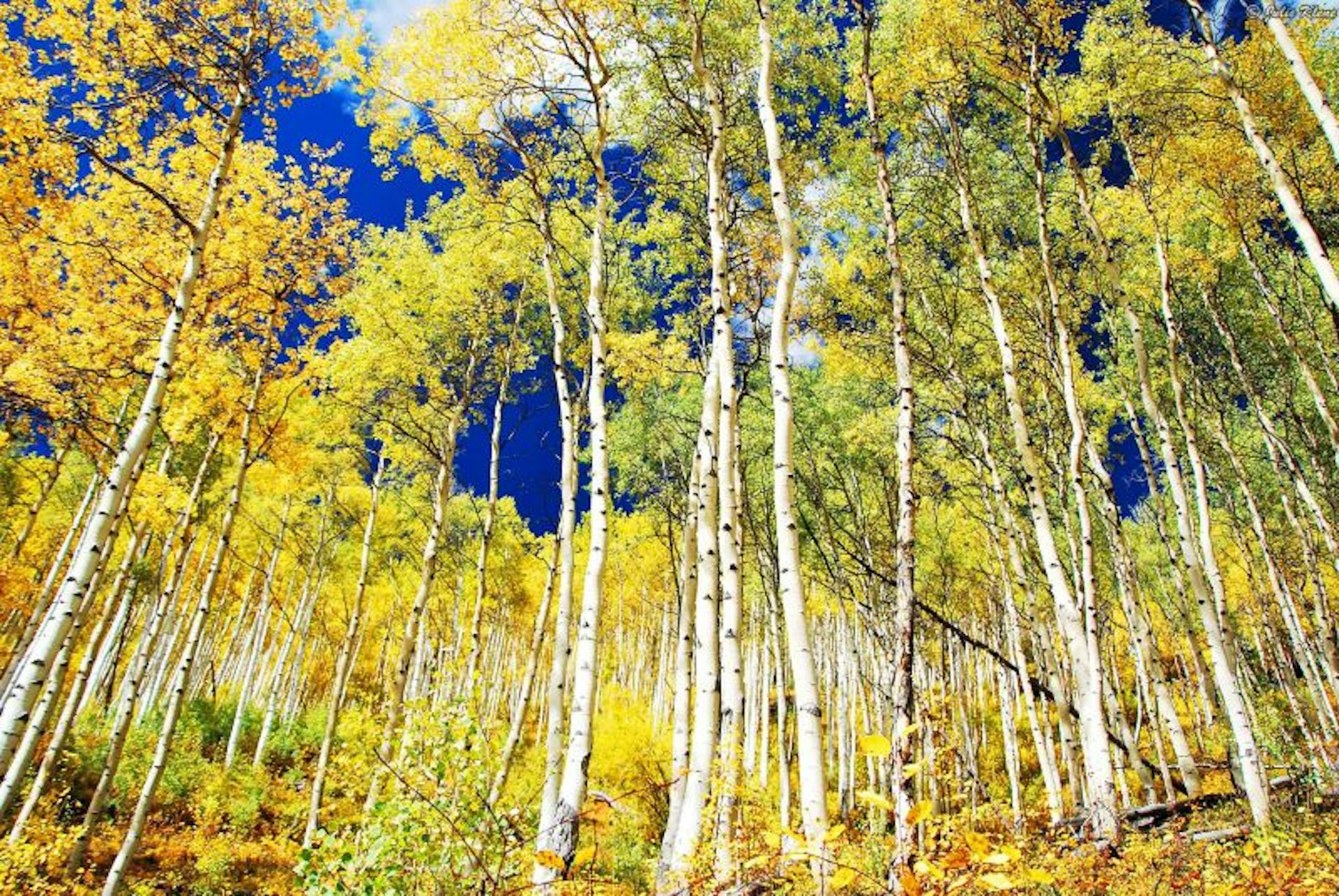 Aspen trees in Vail beginning to turn yellow, against a brilliant blue sky