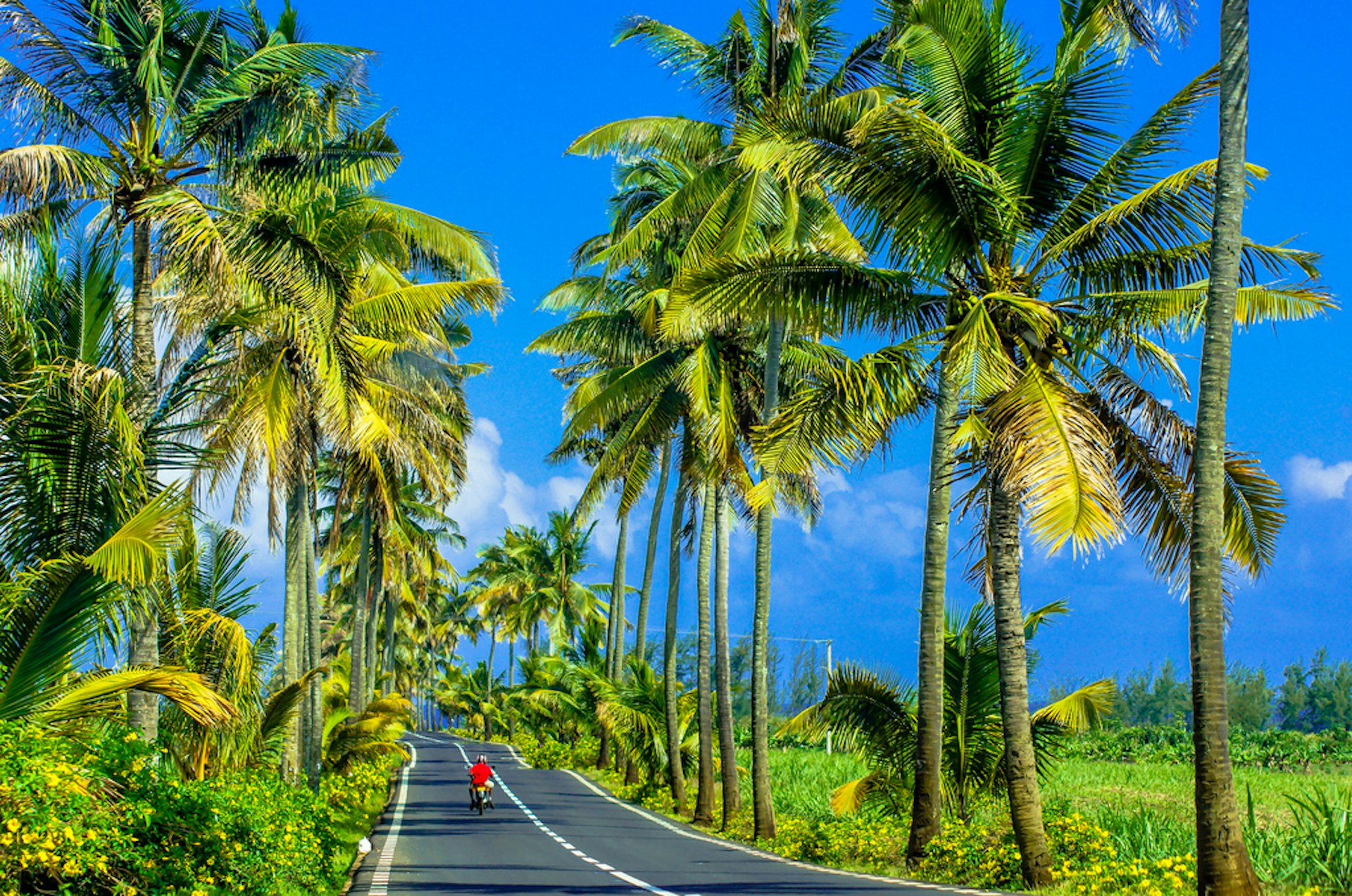 A palm tree-fringed road near Bel Ombre, Mauritius