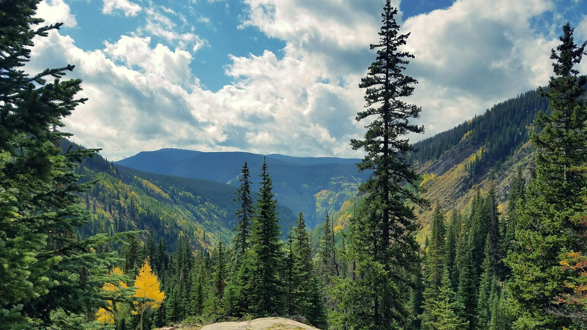 Tall pine trees and golden aspens with a mountain valley beyond seen from the Booth Falls Trail in Vail, CO