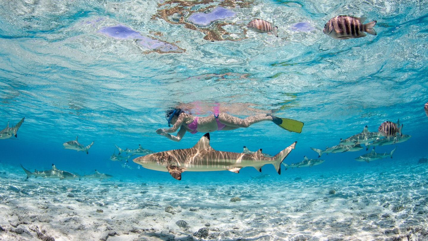 The clean clear ocean around Bora Bora makes for incredible snorkeling opportunities
