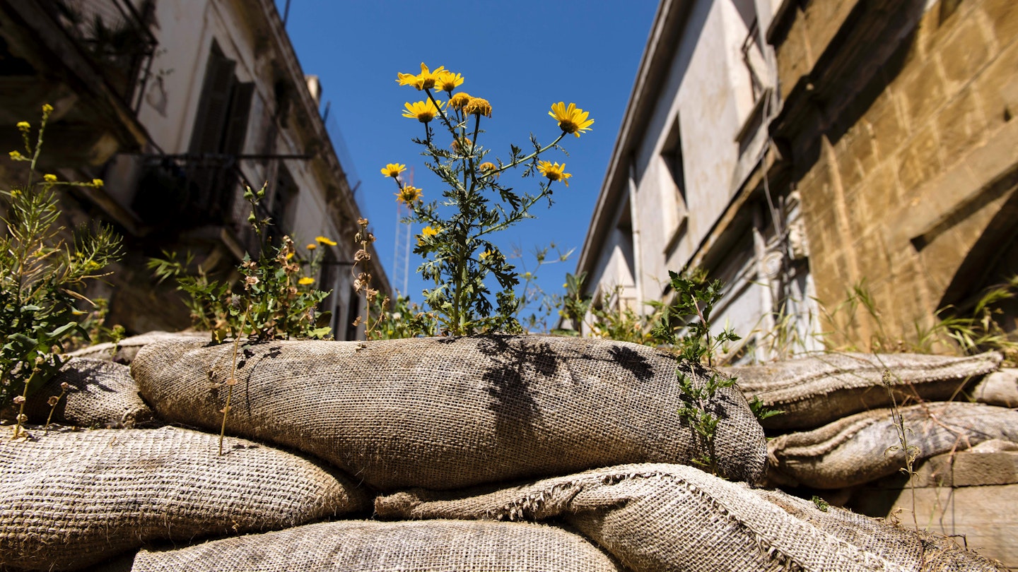 A picture taken on April 7, 2017 shows vegetation growing on a barrier made of barrels in the green line, a UN controlled buffer zone, separating the divided Cypriot capital Nicosia. 