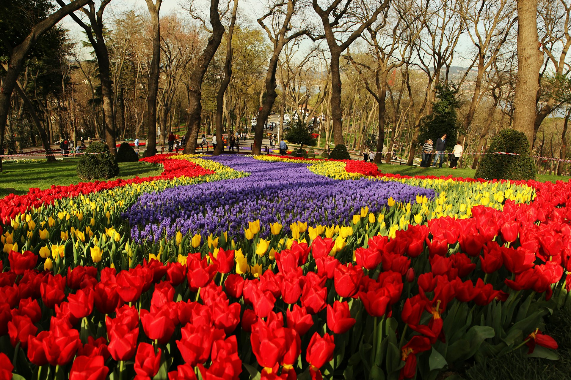 Purple, yellow and red tulips in Emirgan Park