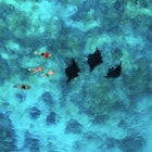 Fiji-AZ_Diving.jpg