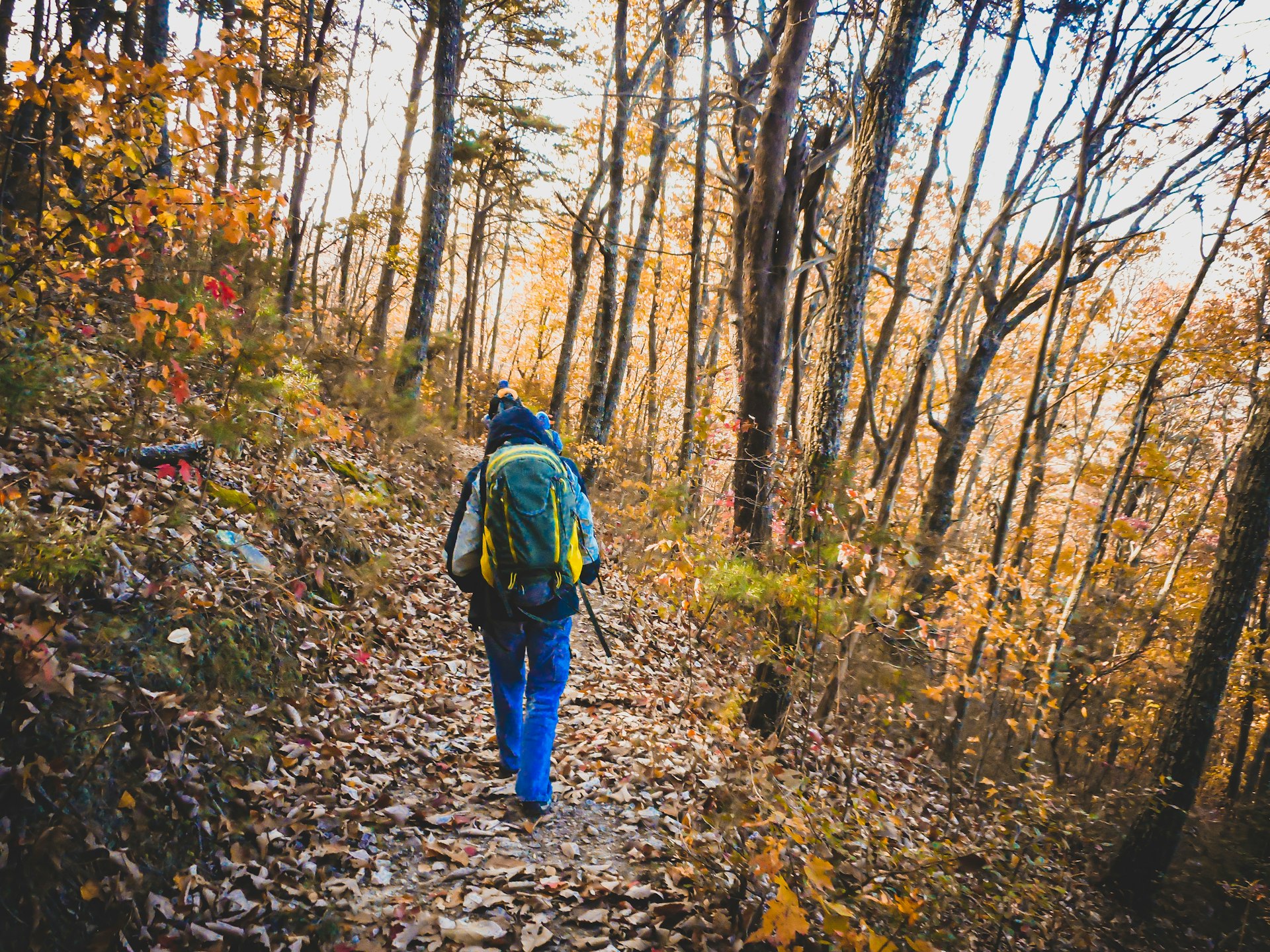 Hiker walking through forest in Georgia