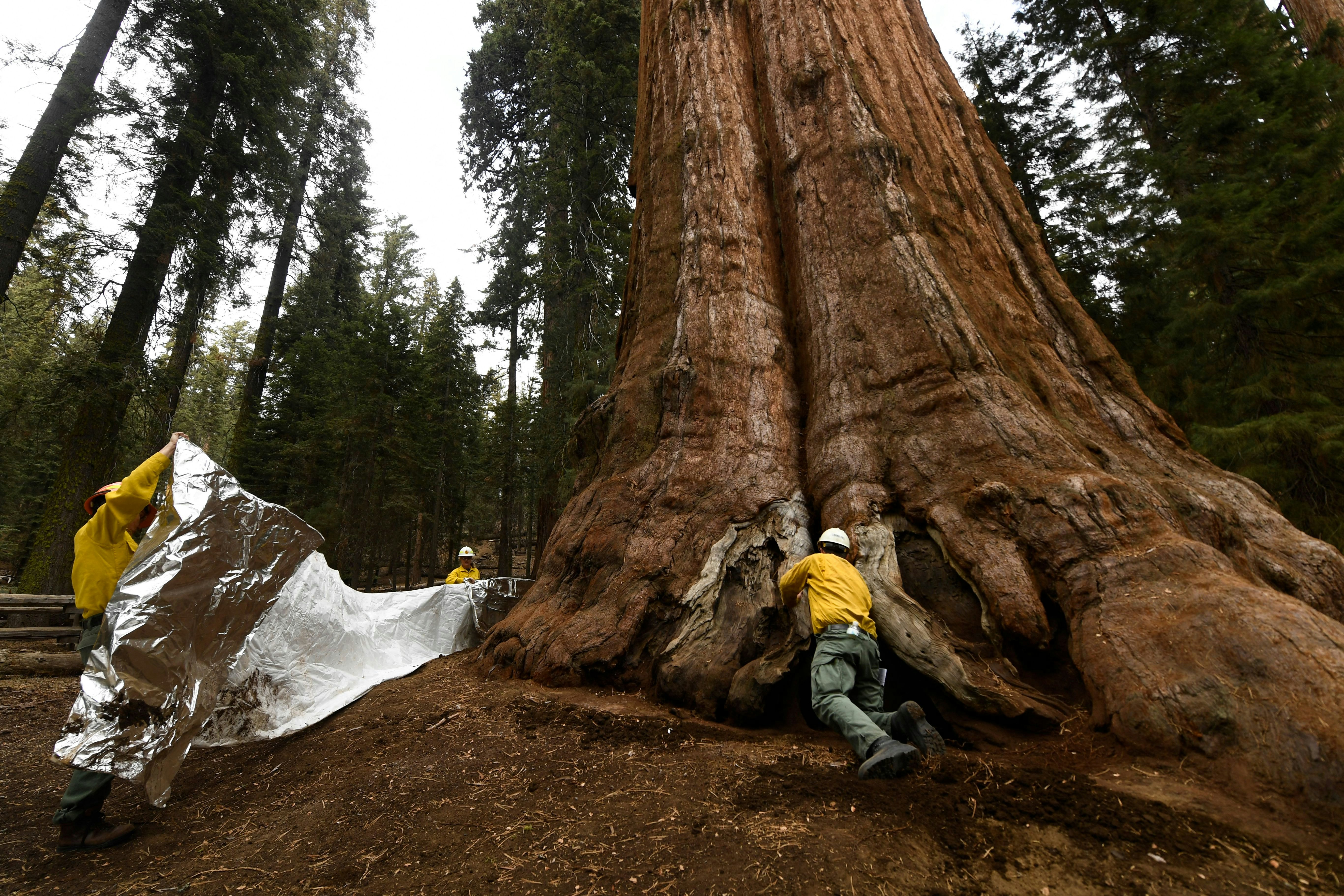 US-CLIMATE-FIRE-CALIFORNIA-SEQUOIA