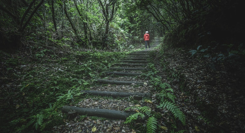 sustainable hiking in Laurisilva forest in Madeira